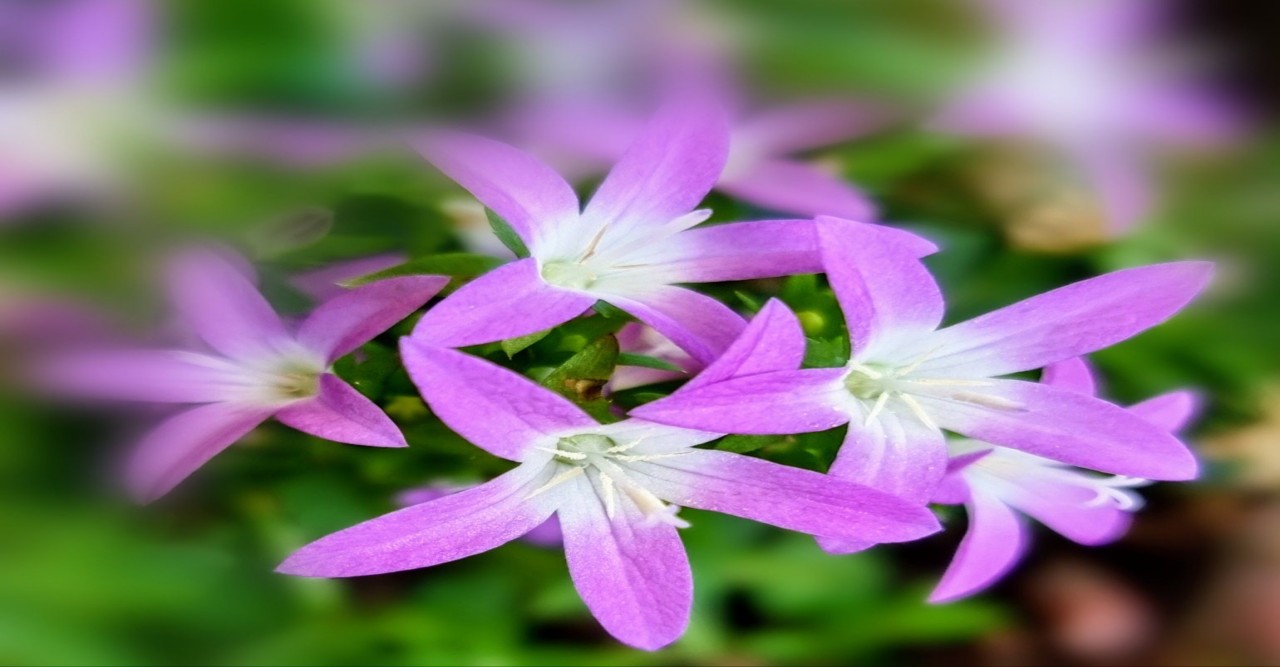 মা শব্দে  - জাকিয়া রহমান