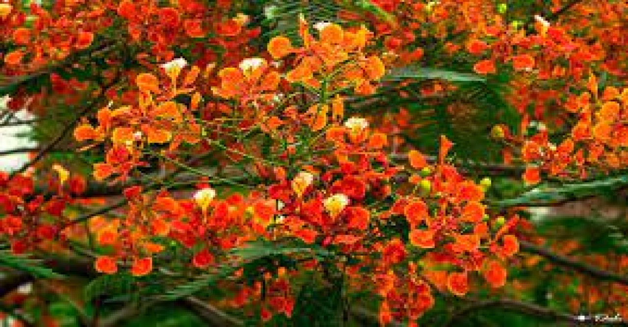 ফাগুনের আগুন নিয়ে হাজির বসন্তের দূত