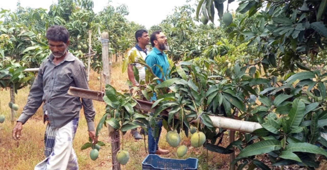 সুইডেন গেলো চাঁপাইনবাবগঞ্জের ‘হাঁড়িভাঙ্গা আম’
