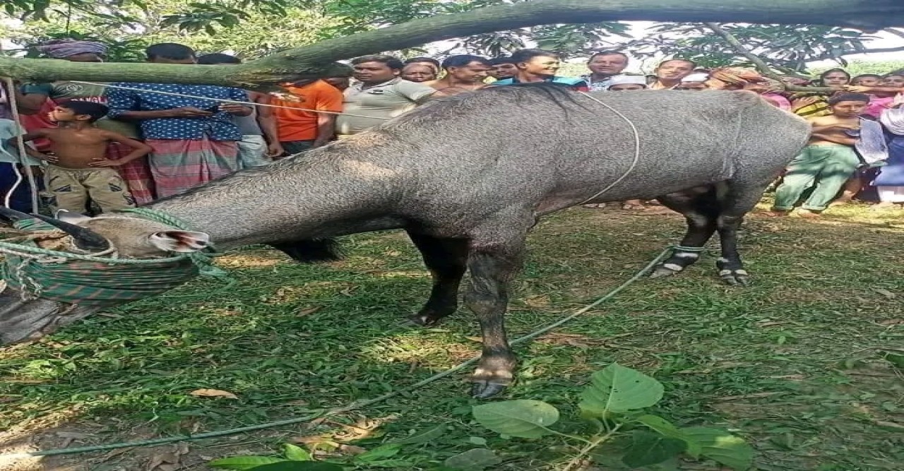 চাঁপাইনবাবগঞ্জের শিবগঞ্জ সীমান্তে একটি বিরল প্রজাতির নীলগাইয়ের সন্ধান