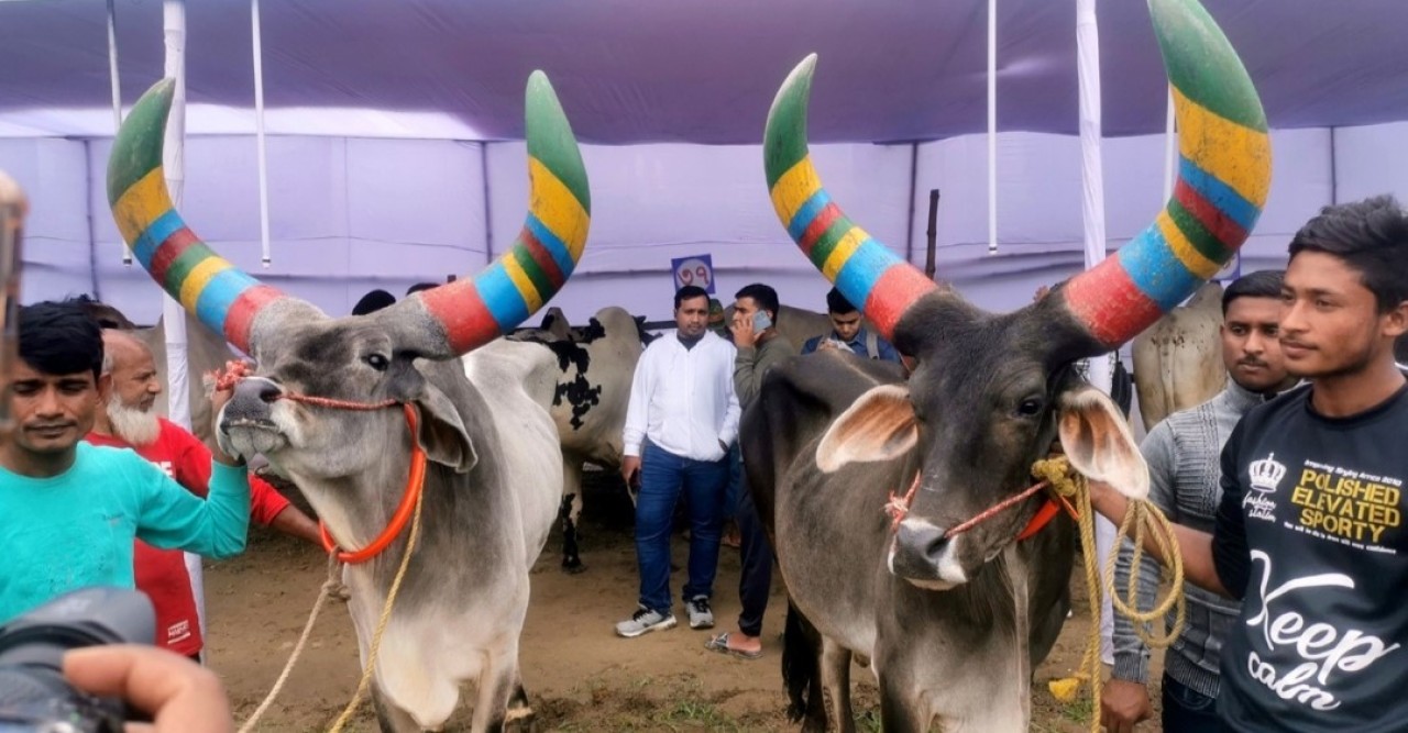 বগুড়ায় শুরু হলো দুই দিনব্যাপী গরুমেলা