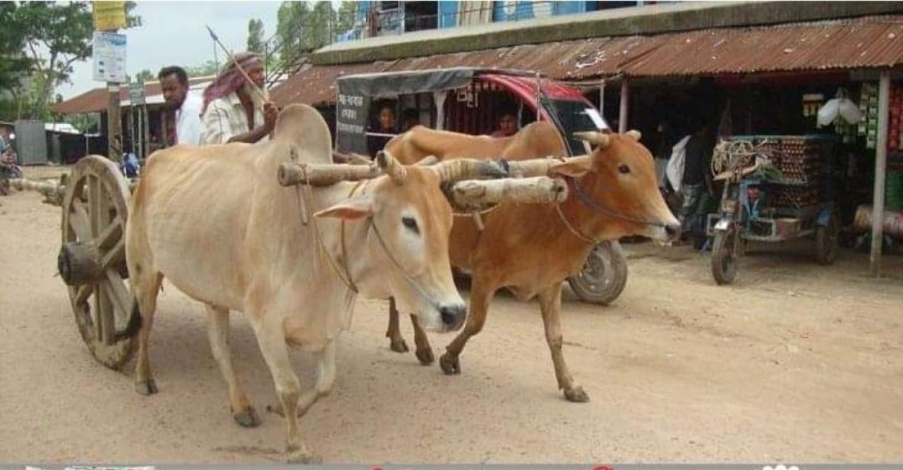 ঐতিহ্যবাহী গরুর গাড়ি যেন এখন রূপকথার গল্প