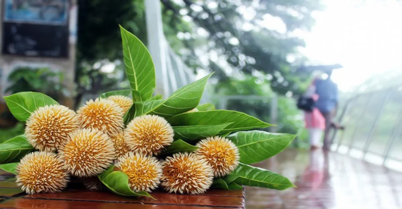 আষাঢ়ের গোপন বর্ষা - নন্দিনী লুইজা