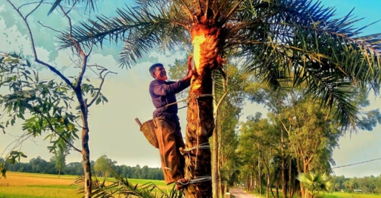 খেজুরের রস সংগ্রহে ব্যস্ত নন্দীগ্রামের গাছিরা