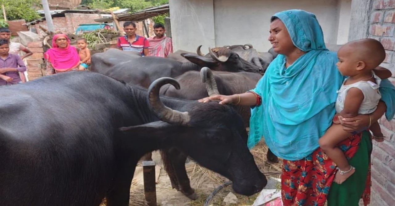 পদ্মার স্রোতে ‘ভেসে যাওয়ার’ ১৪ দিন পর ১৫ মহিষের ‘বাড়ি ফেরা’
