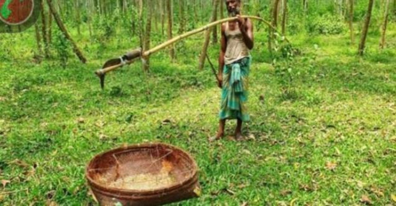 পিঁপড়ার ডিম বিক্রি করে ১৬ বছর ধরে সংসার চালাচ্ছেন সিদ্দিক