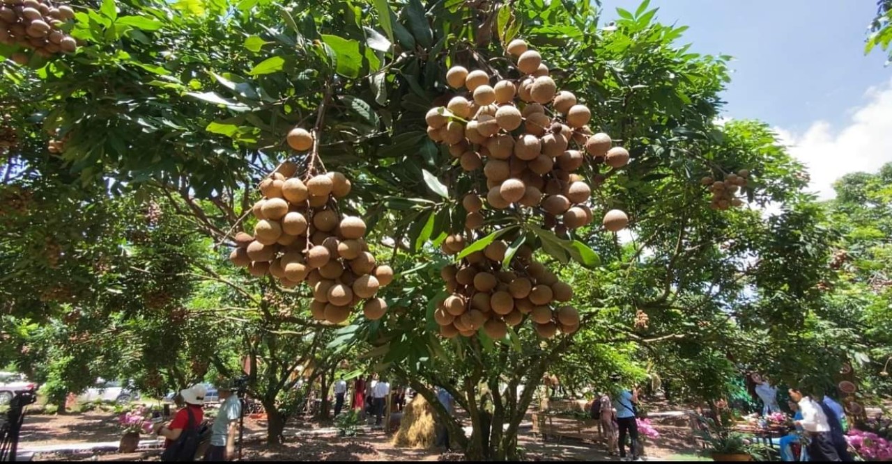 চীনা বাজার ভিয়েতনামের ফল চাষিদের ধনী হতে সাহায্য করে