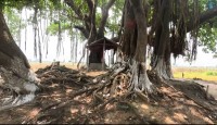 নওগাঁর রক্তদহ বিলের রক্তঝরা ইতিহাস  প্রাকৃতিক সম্পদ ও সমৃদ্ধ ইতিহাসের এক গর্বিত নাম রক্তদহ বিল