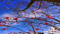 সুখ রঙের ফুল  - জাকিয়া রহমান