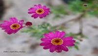 বন্ধু দিবস প্রতিদিন  -জাকিয়া রহমান