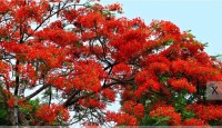 গাছভর্তি টুকটুকে লাল কৃষ্ণচূড়া ফুল