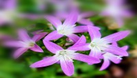 মা শব্দে  - জাকিয়া রহমান