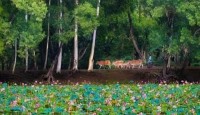 নওগাঁ জেলার ধামুইরহাটের আলতাদিঘী জাতীয় উদ্যান