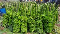 নওগাঁয় অন্যান্য ফসলের সাথে পাল্লা দিয়ে বাড়ছে কলা চাষ