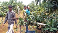 সুইডেন গেলো চাঁপাইনবাবগঞ্জের ‘হাঁড়িভাঙ্গা আম’