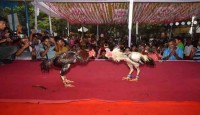 বগুড়ায় বৈশাখী মেলায় ঐতিহ্যবাহী মোরগ লড়াই
