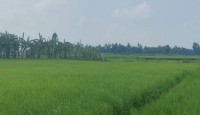জয়পুরহাটে সীমান্তে কাঁটাতারের বেড়া নির্মাণের চেষ্টা বিএসএফের, বিজিবির বাধা