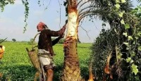 নওগার,আত্রাইয়ে শীতের আগমনী বার্তায় খেজুর রস সংগ্রহে ব্যস্ত গাছিরা