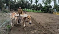 কলের এই যুগেও গরু দিয়ে হালচাষ করেন গাইবান্ধার মোজাম্মেল