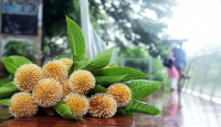 আষাঢ়ের গোপন বর্ষা - নন্দিনী লুইজা