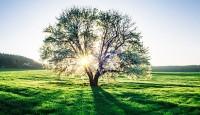 I Liked a Lonely Tree