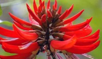 বগুড়ার বিলুপ্তির পথে মান্দার ফুল