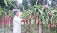 শিক্ষকতার পাশাপাশি ড্রাগন চাষে লাখপতি নোয়াখালীর শিক্ষক
