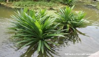 খাবারে প্রাকৃতিক সুগন্ধি বিলানো সেই পোলাওপাতা