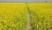 সরিষা ক্ষেতে মধুর চাষে লাভবান বগুড়ার মৌ চাষিরা